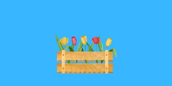 tulipany w skrzynce